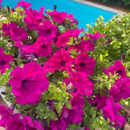 فندق مبيت وإفطار The Oaks *
